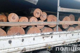 У Вижницькому районі поліцейські задокументували незаконне перевезення деревини