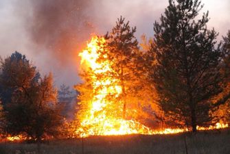 Повертають землю до життя: волонтери взялися до відновлення лісу після масштабних пожеж на Луганщині