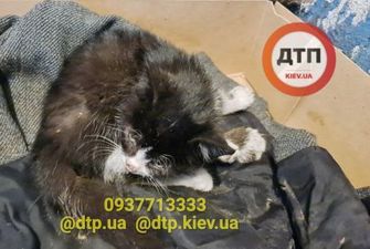 У Києві рятують кошеня, яке переїхав автомобіль