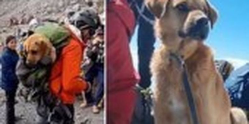 Група альпіністів врятувала собаку з найвищої гори Мексики