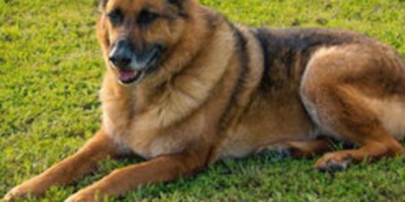 Вбив та розчленував двох собак на Житомирщині: чоловіка засудили до 5 років позбавлення волі