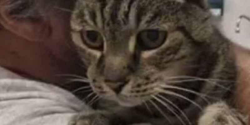 В Сети показали трогательную встречу кота с хозяином после семи лет разлуки