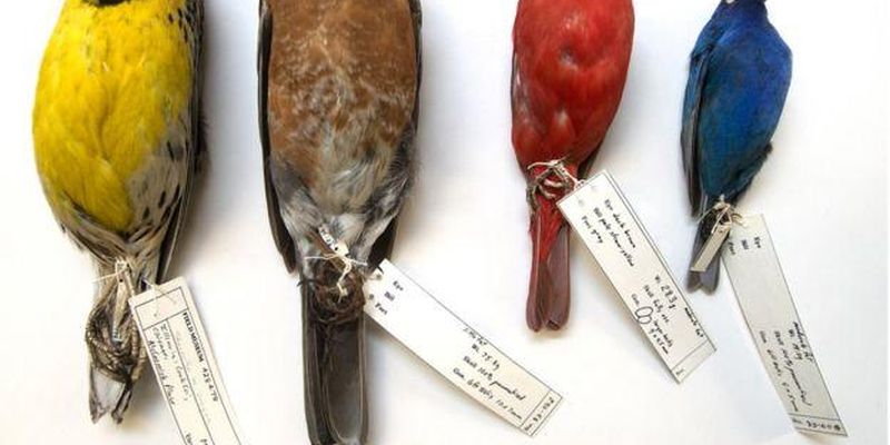 Вчений 40 років збирав тушки птахів і з'ясував, що вони стають дрібнішими