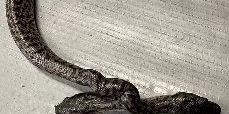 По стопам злодея из Бэтмена. Австралийская двуглавая змея-мутант повторила судьбу Двуликого