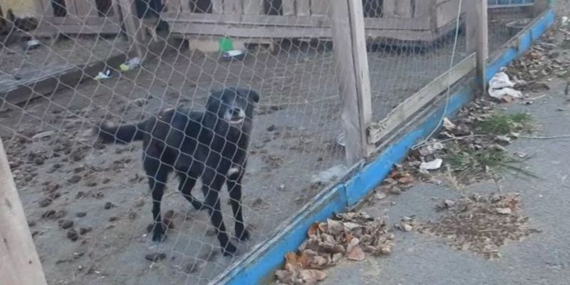 Под Киевом в приюте жестоко издевались над собаками. ФОТО