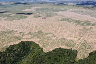 Бразильскую Амазонию стали вырубать с удвоенным рвением