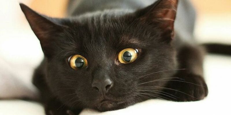 Найкращі анекдоти на п'ятницю 13 грудня: з такими жартами й чорна кішка не страшна
