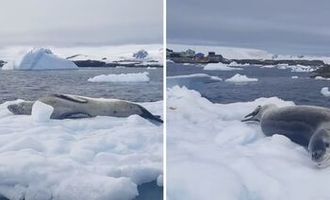 Украинские полярники показали морского леопарда, который решил "позагорать": видео