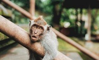 В Гонконге зафиксировано заражение человека вирусом обезьяньего герпеса