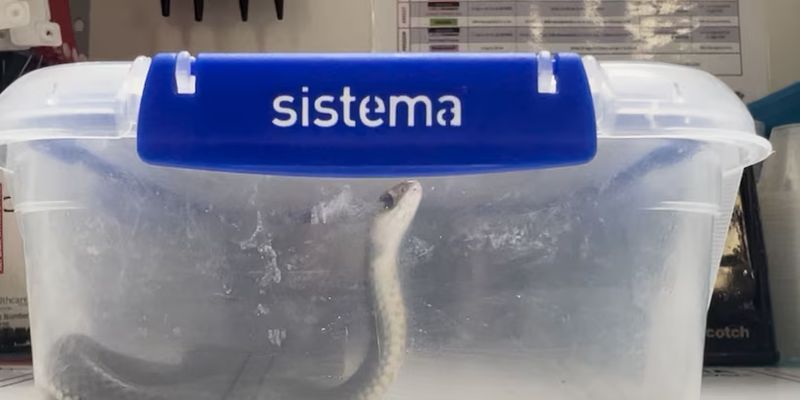 Хотела выбраться: в больницу принесли ядовитую змею в контейнере для еды