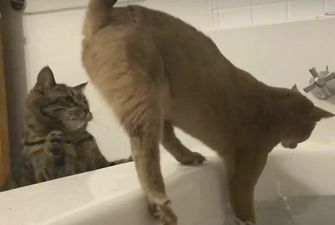 Кот предательски столкнул своего усатого друга в ванну и рассмешил Сеть