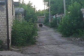Медведица сбежала из гаража жителя РФ: пострадали двое прохожих