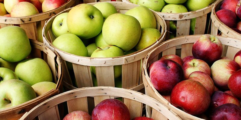 Агроном рассказал, как отбирать яблоки для зимнего хранения, чтобы они долго сохранили свежесть
