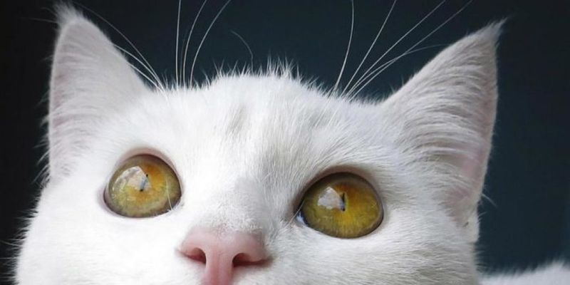 «Коты – это жидкость»: Белый кот вместился в крошечную вазу и умилил сеть