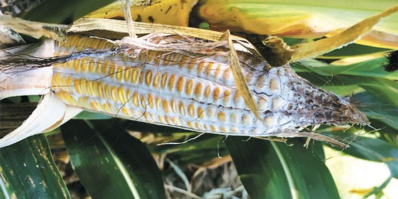 Зерно на контролі, або чи загрожує Україні нова хвороба кукурудзи?