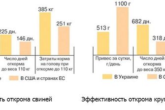В Україні ефективність використання кормів вдвічі нижча за ЄС
