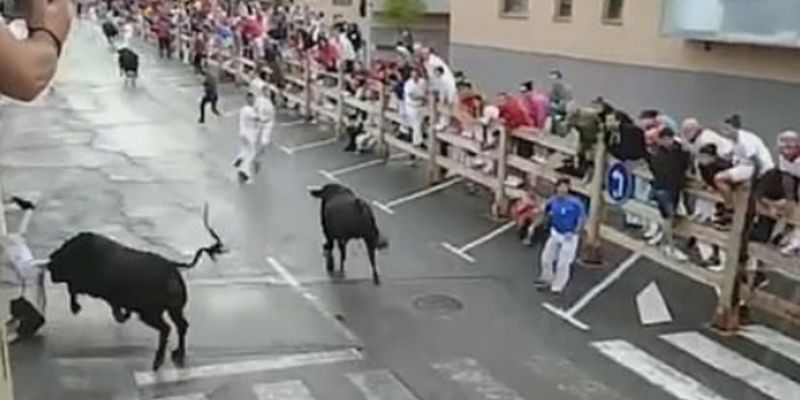 В Испании бык протащил проткнутого рогами мужчину: жуткий момент попал на видео