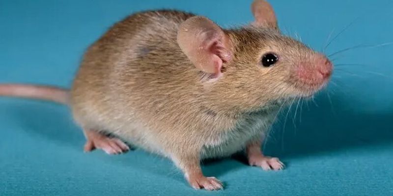 Прорыв в лечении бесплодия. Ученым удалось создать мышей с двумя отцами, используя мужские клетки