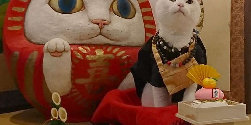 В Японии есть настоящий кошачий храм, чьи монахи легко обратят вас в свою веру