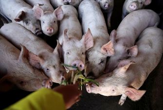 Україна збільшила експорт м'яса птиці та свинини