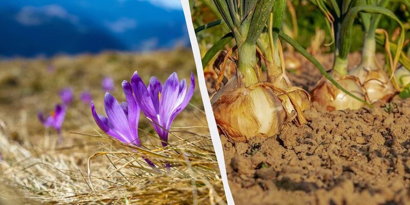 Народный праздник 22 апреля: почему сегодня стоит съесть лук