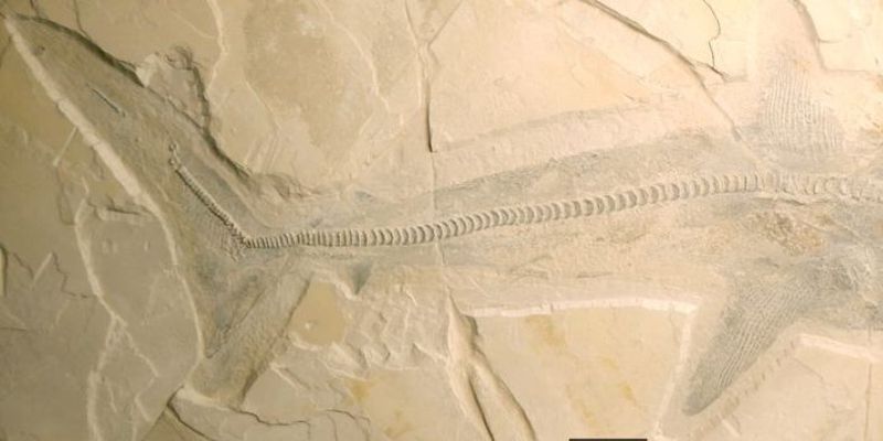 Обнаружены окаменелости огромного предка белой акулы: выяснилось, почему он исчез