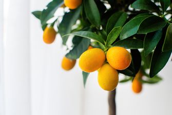Солнце на подоконнике. Как вырастить апельсин из косточки в домашних условиях