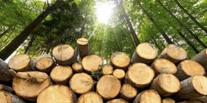 На Буковині судитимуть експосадовця лісового господарства