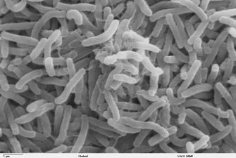Человеческий микробиом оказался по-настоящему заразным: что выяснили ученые