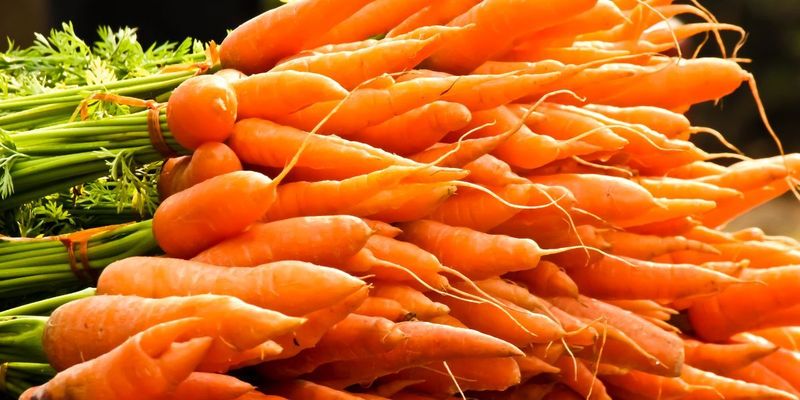 Полностью уничтожит урожай: какое растение нельзя сажать возле моркови