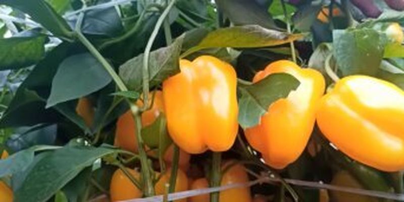 Что добавить в грунт: перец и помидоры вырастут большими и сочными