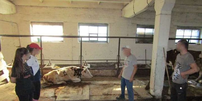Хотів викрасти корову: під Києвом молодик вчинив розбій на фермі
