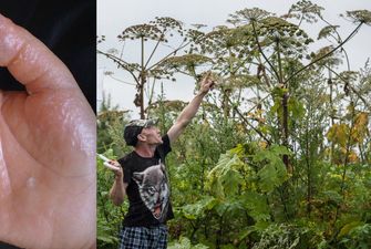 Огороды украинцев заполонило ядовитое растение,  выше роста человека
