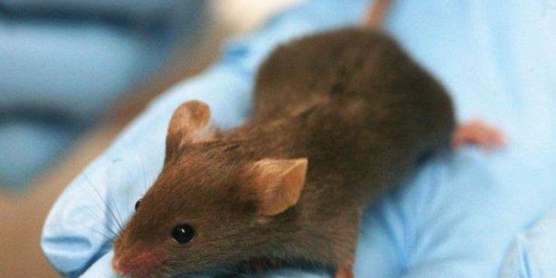 Прорыв в медицине: ученые вырастили человеческие уши на спинах у мышей