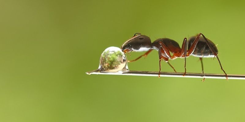 Как вывести муравьев дома и в саду – проверенные способы