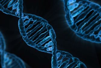 Вчені виростили перший в історії організм з повністю зміненим ДНК