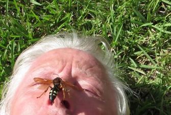 Дніпрян атакують величезні комахи-монстри: фахівці розповіли, як від них врятуватись