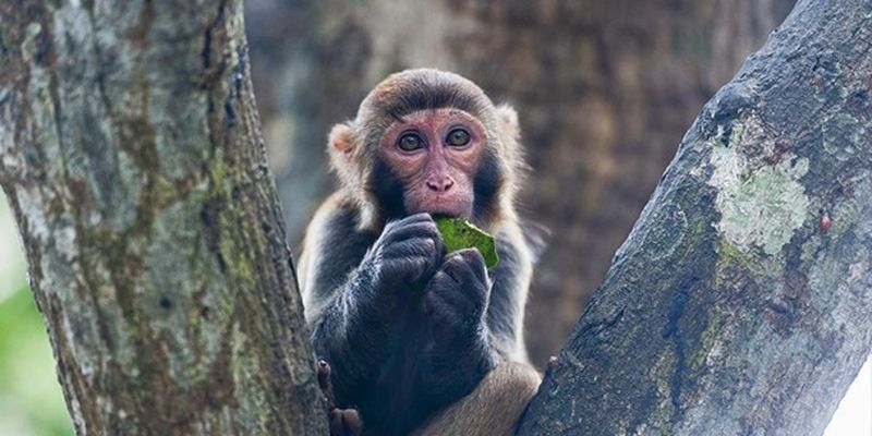 В Китае зафиксирована смерть от вируса обезьяны