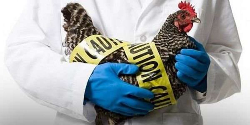 Молдова заборонила м'ясо птиці та яйця з України