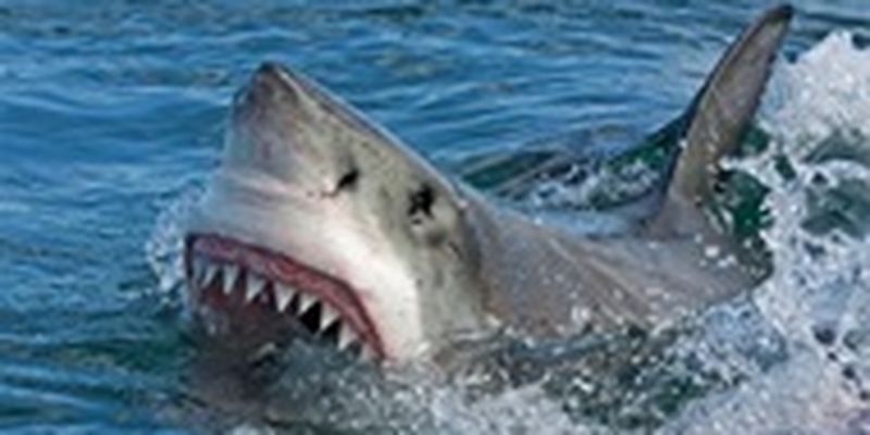 В Египте акула откусила туристке конечности - соцсети