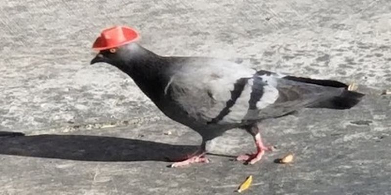 В США голуби надели ковбойские шляпы - звучит как шутка, но эти фото и видео вас удивят/Орнитолог успокоил возмущенных зоозащитников