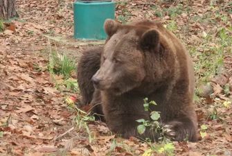 Приют "Домажир" рассказал, как живет спасенный медведь Бахмут