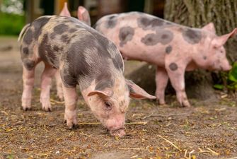 Агрофірма Ristone Holdings збільшила поголів’я свиней майже в 10 разів