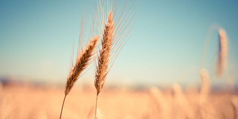 Припинення зернових стандартів в Україні жодним чином не впливає на експорт — ВАР