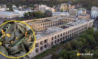 Нашествие змей в Киеве: вьются в клубки прямо посреди города
