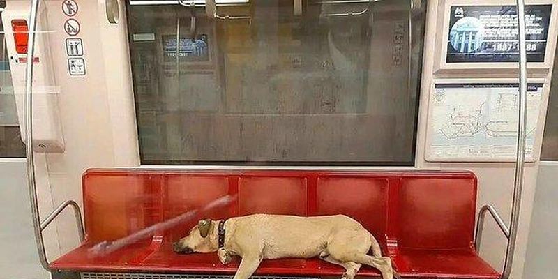 Бездомный пес в Стамбуле самостоятельно пользуется общественным транспортом и наматывает около 30 км в день