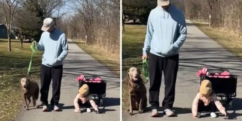 Отец случайно обучил дочь команде "сидеть" после прогулки с собакой