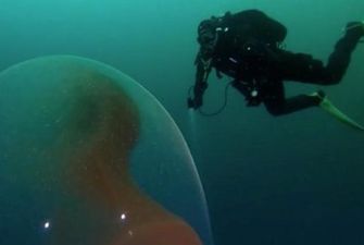 В океане нашли "инопланетный" эмбрион