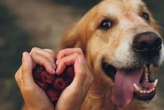 Как собаки могут помочь выявить рак