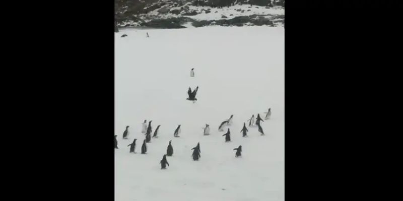 Полярники показали, как пингвины выгоняют хищника, охотящегося на их потомство